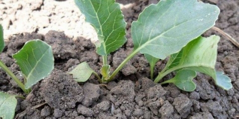 Kada saditi kupus u zemlju u sibiru